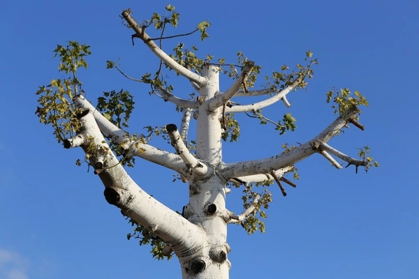 Tree Service
