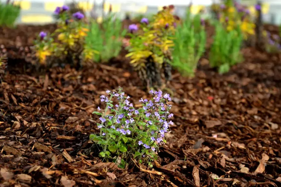 Benefits Of Mulching For Moisture Retention In Lawns Youngstown, OH