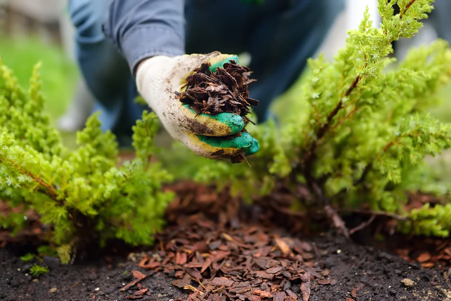 Benefits Of Mulching For Moisture Retention In Lawns in Youngstown, OH