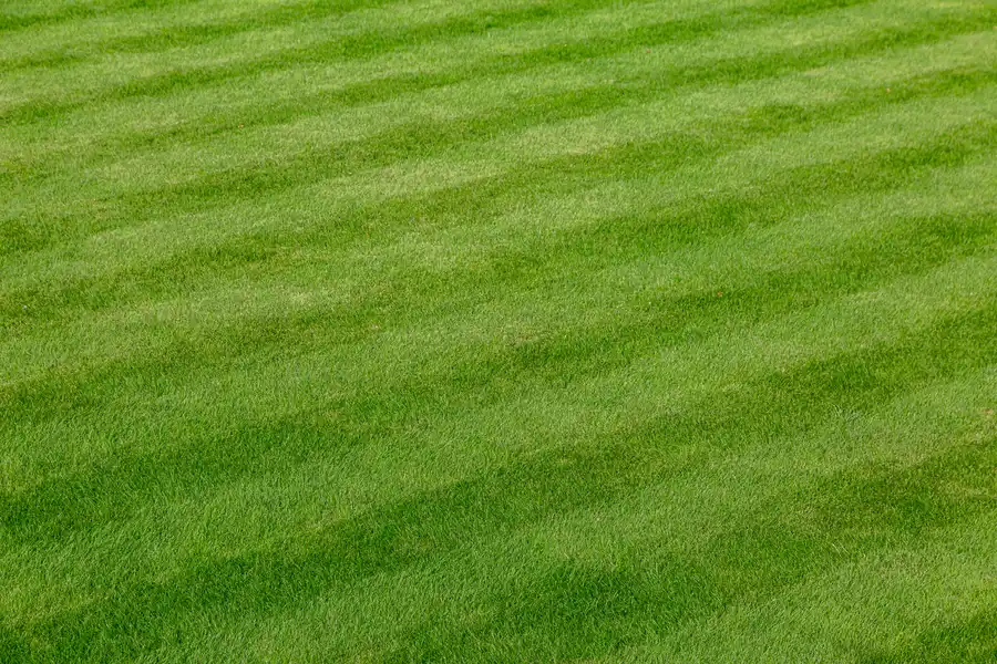 Boosting Curb Appeal With Expert Lawn Care Services Youngstown, OH