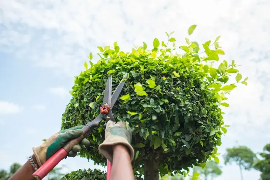 How Bush Trimming Improves The Aesthetic Appeal Of Gardens in Youngstown, OH