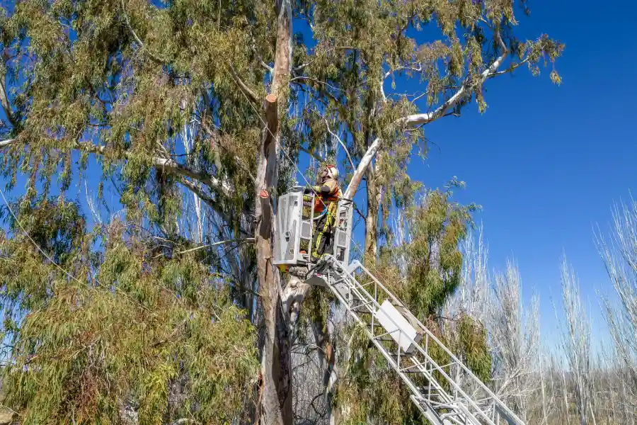 How Tree Service Enhances Safety In Residential Areas Youngstown, OH