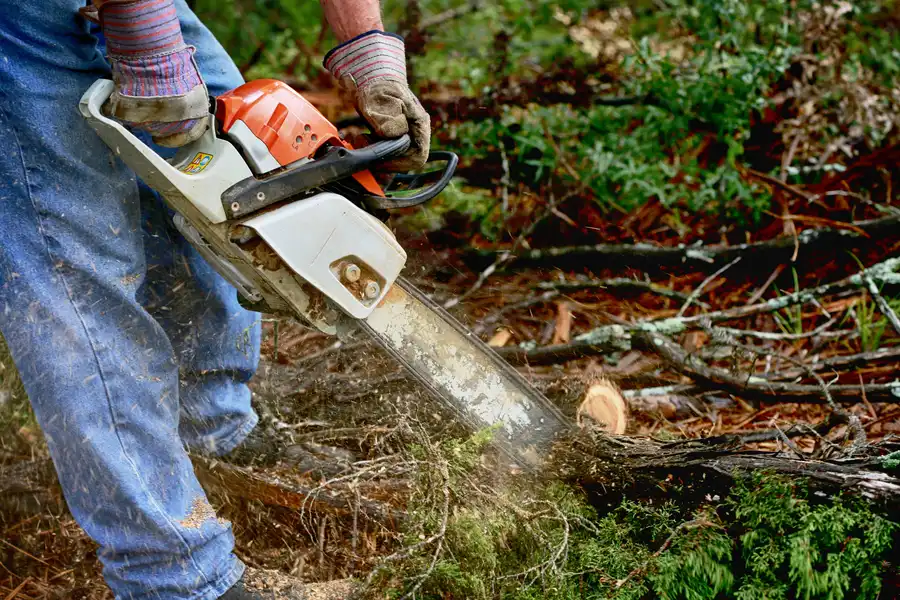 How Tree Service Enhances Safety In Residential Areas in Youngstown, OH