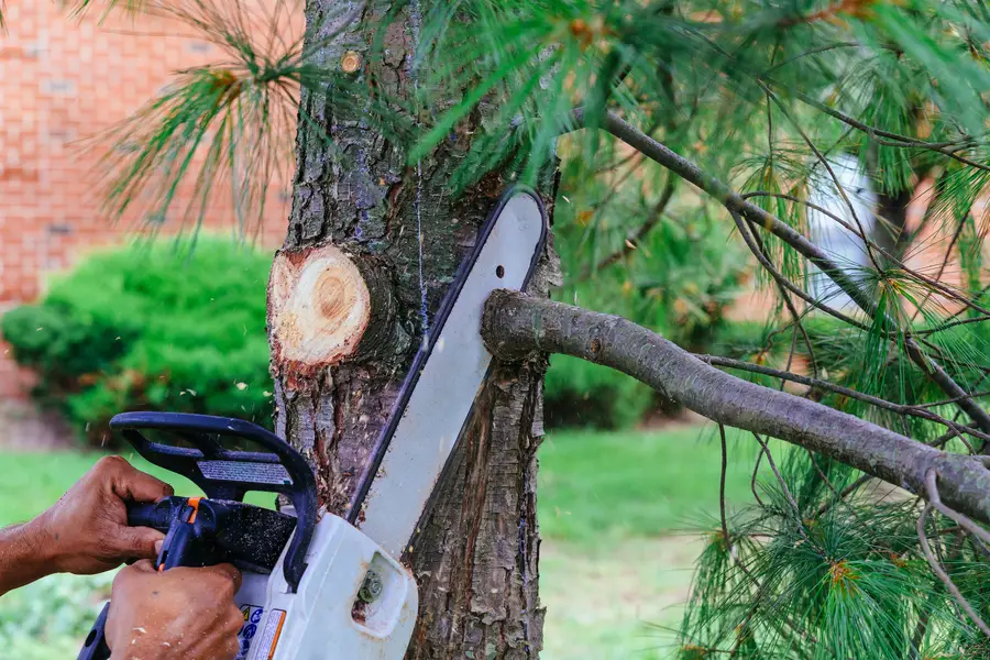 How Tree Service Prevents Property Damage Risks Tree Removal Youngstown, OH