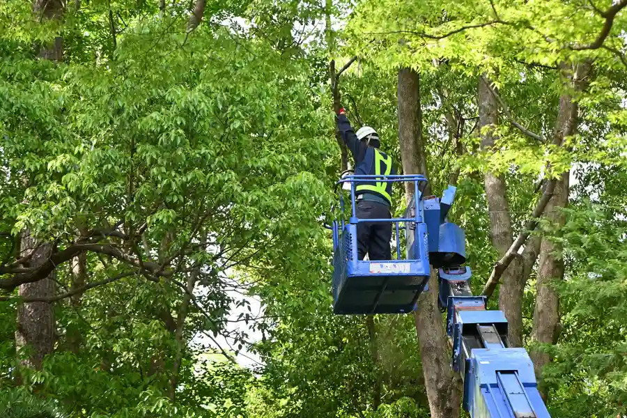 Local Tree Service Youngstown, OH