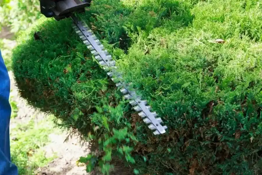 Quality Bush Trimming Youngstown, OH