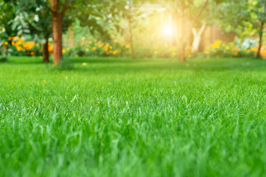 Seasonal Lawn Care Tips For A Healthy, Vibrant Yard Youngstown, OH