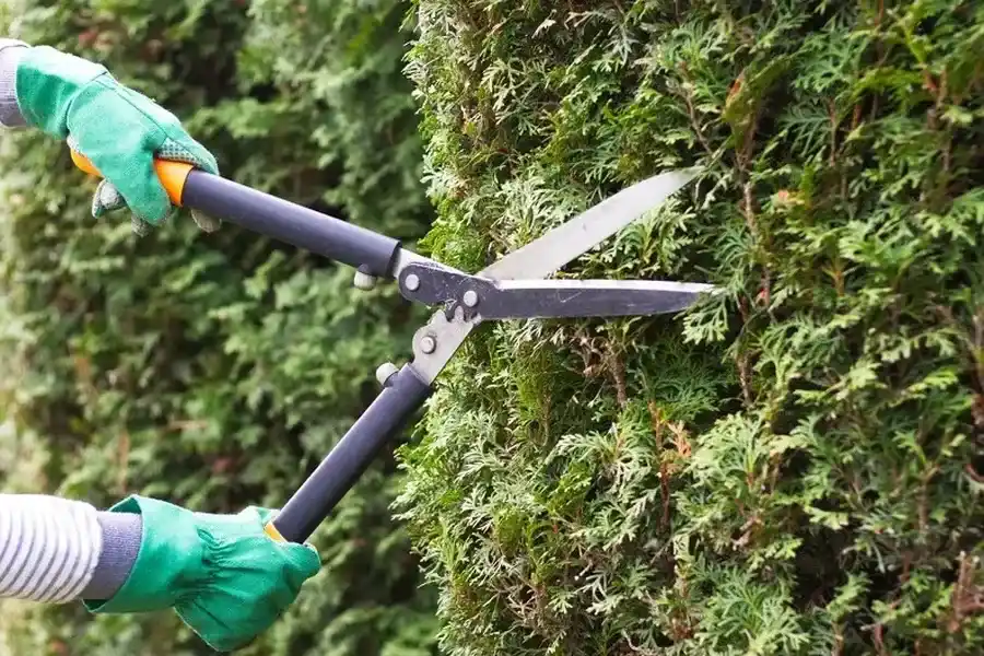 Should You Hire A Professional For Bush Trimming Services Youngstown, OH