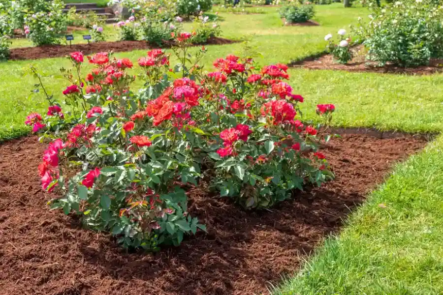 The Process Of Mulch Application For Long-term Results in Youngstown, OH