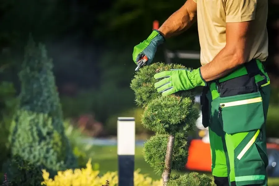 Top-rated Bush Trimming Youngstown, OH
